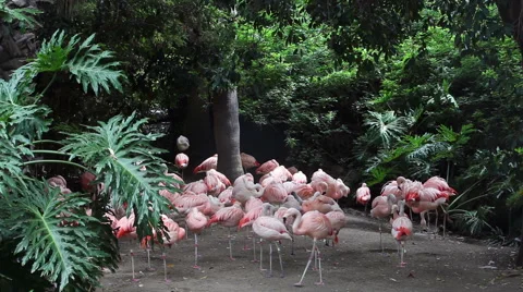 Flock of flamingos Stock Footage 56629215