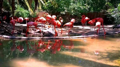 Flock of Flamingos Video stock 76007778