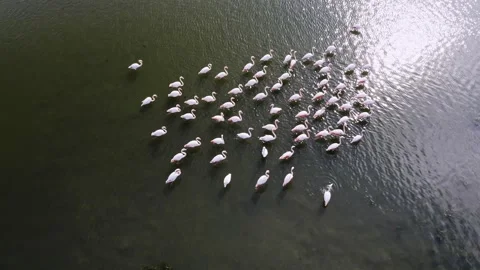 Flock Of Flamingos Stock Footage 164898728