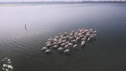 Flock Of Flamingos Stock Footage 164914966