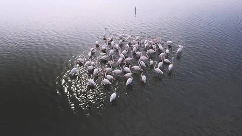 Flock Of Flamingos Stock Footage 164919472