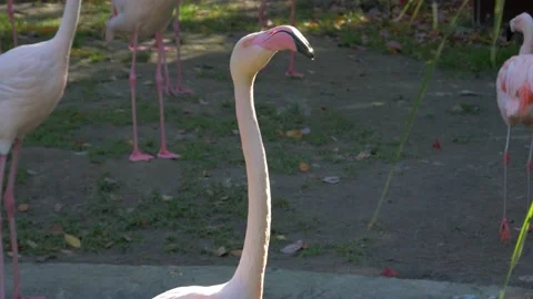 Flock of flamingos Video stock 172418574