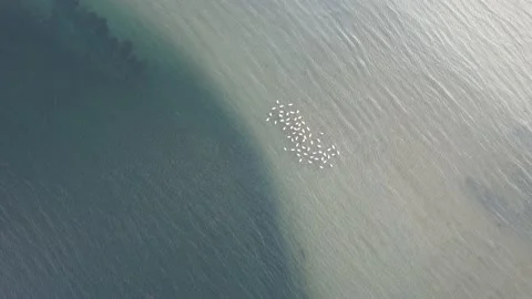 Flock of flamingos Stock Footage 226765907