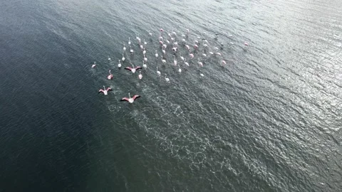 Flock of flamingos Stock Footage 227011819