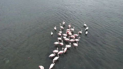Flock of flamingos Stock Footage 267897683