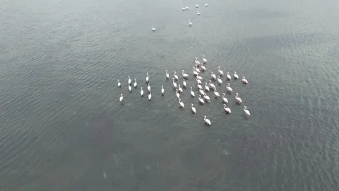 Flock of flamingos Stock Footage 270588775