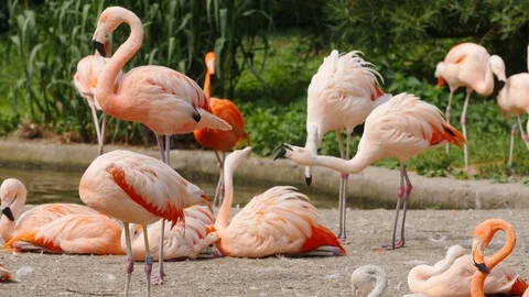 Flock of flamingos in the park Stock Footage 77212089