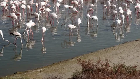 A flock of flamingos on the pond Stock Footage 103291579