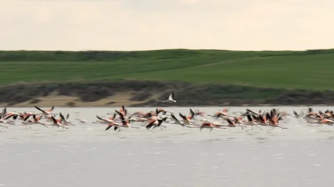 Flock Of Flamingos Taking Off Stock Footage 123122415