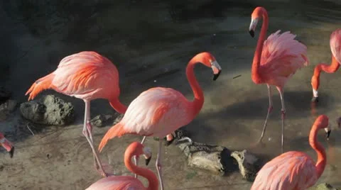 Flock of Flamingos Wading Stock-Footage 10594070