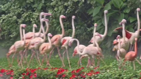 A flock of flamingos walking through a lush garden with red flowers Vidéo 334635485