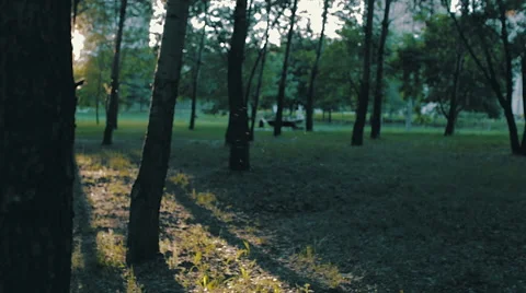 A flock of flies flying in the rays of the evening sun Stock Footage 65259839