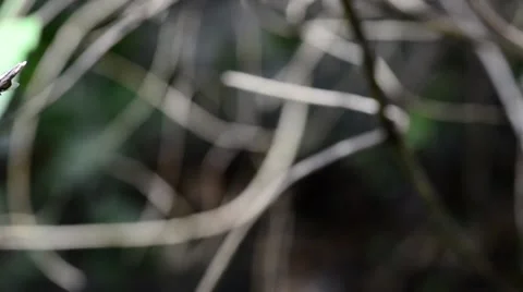 Flock of flies Stock Footage 50686173