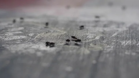 Flock of flies on a table Stock Footage 76730268