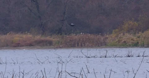 Flock in flight Gray Crow Corvus Corone in winter in slow motion Stock Footage 296335669