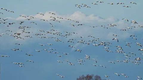Flock flight of snow geese (slow motion) Stock Footage 332156430