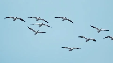 Flock flight of snow goose (slow motion) Stock Footage 332156053