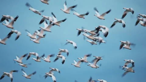 Flock flight of snow goose (with voice) Stock Footage 332155577