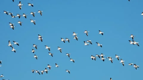 Flock flight of snow goose (with voice) Stock Footage 332156406