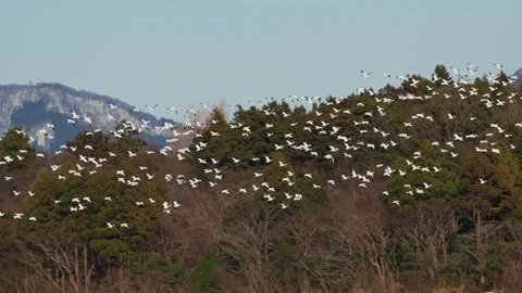 Flock flight of snow goose (with voice) Stock Footage 332156411