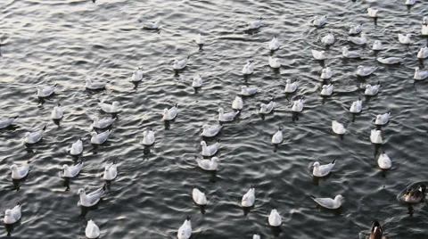 Flock of floating birds Stock Footage 47570612