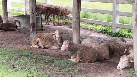 Flock of fluffy sheep resting and lying down in the shade. Видео 334020607