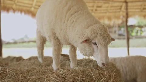 A flock of fluffy white sheep bowed it's head and is eating dry grass in a farm. Vídeo Stock 300257577