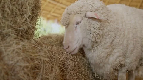 A flock of fluffy white sheep bowed it's head and is eating dry grass in a farm. Stock-Footage 300257602
