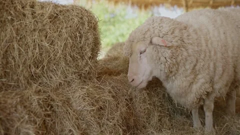 A flock of fluffy white sheep bowed it's head and is eating dry grass in a farm. Stock-Footage 300257623