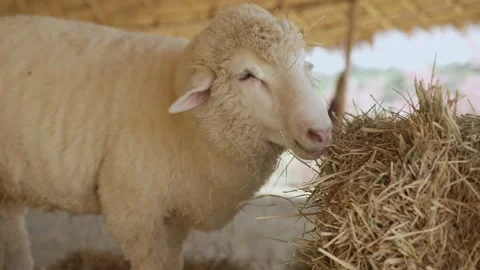 A flock of fluffy white sheep bowed it's head and is eating dry grass in a farm. 스톡 동영상 300257657
