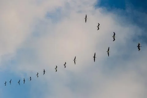 A Flock Of Flying Birds In The Blue Sky Stock Photos
