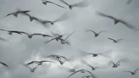 A flock of flying birds flapping their wings and soaring in the air Stock Footage 147393545