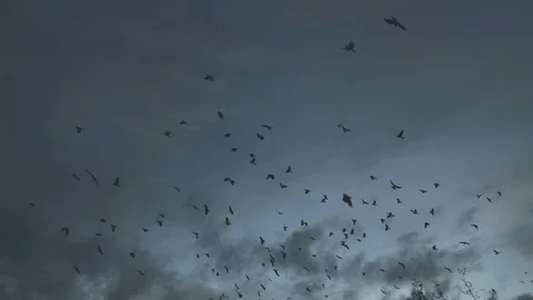 Flock of flying birds Stock-Footage 108633198