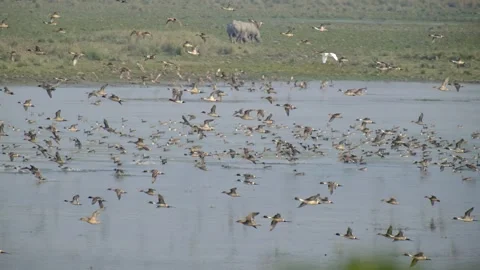 Flock of flying birds Stock Footage 327442842