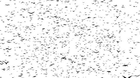 A flock of flying birds forms the grave crosses. Stock Footage 56351150