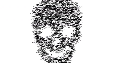 A flock of flying birds forms skull. 스톡 동영상 68786120