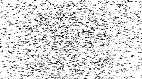 A flock of flying birds forms the witch flying on the Sabbath. Stock Footage 56249577