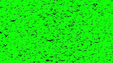 A flock of flying birds forms the witch flying on the Sabbath Video stock 56249695