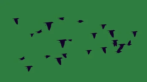 Flock Flying With Birds Motion Graphic Overlay Stock Footage 338016300
