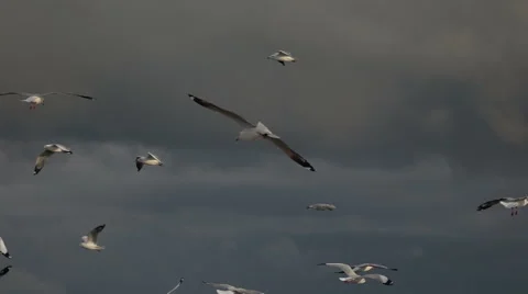 Flock Of Flying Birds On Rain Cloud Stock Footage 62474035