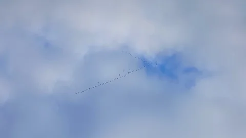 Flock of flying cranes in evening sky 스톡 동영상 119064309