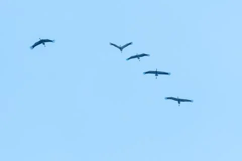 Flock with flying cranes Stock Photos