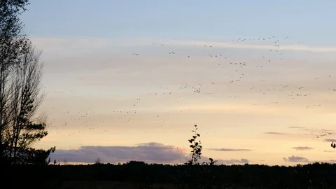 A flock of flying cranes in the sky Stock Footage 95737195