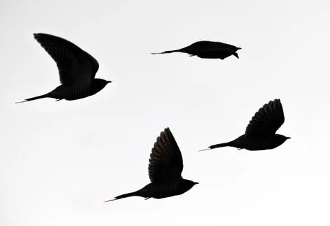 Flock of flying cuckoos Stock Photos