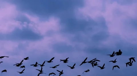 Flock of flying ducks Stock Footage 62931836