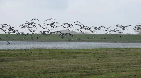 Flock of flying ducks Video stock 62931857