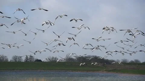 Flock of flying ducks Stock Footage 62931859