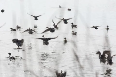 Flock flying ducks Foto stock