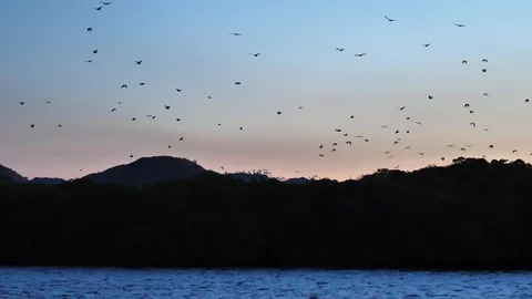 Flock of Flying Foxes (Bats) Taking Flight At Sunset, Kalong Island, Indonesia Stock Footage 98772098