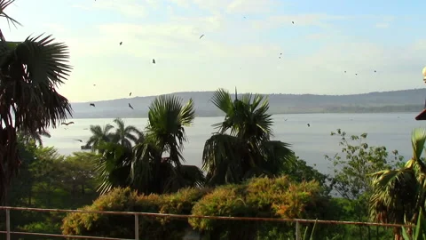 A flock of flying foxes fly over palm trees where they sleep Stock Footage 106051660